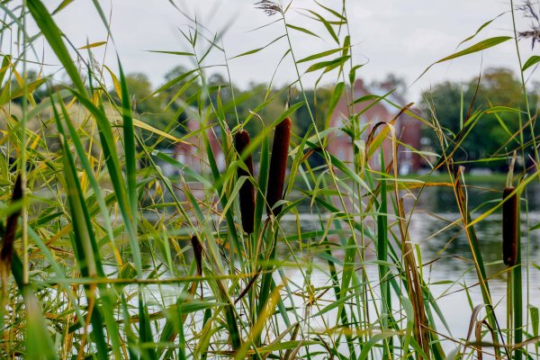 Железняк камыш