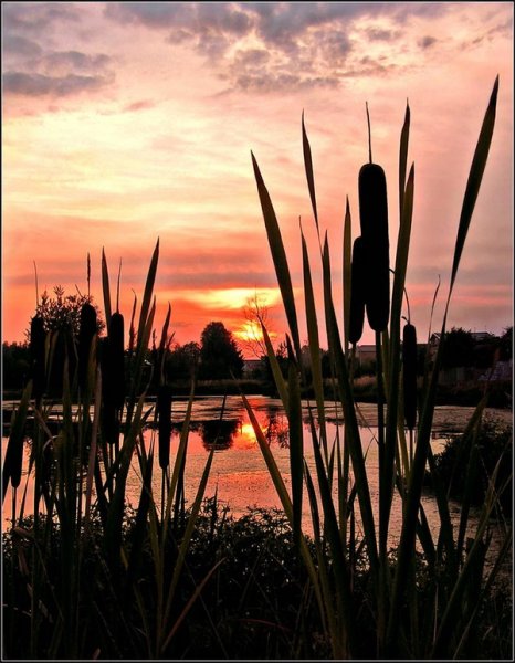 Озеро с камышами