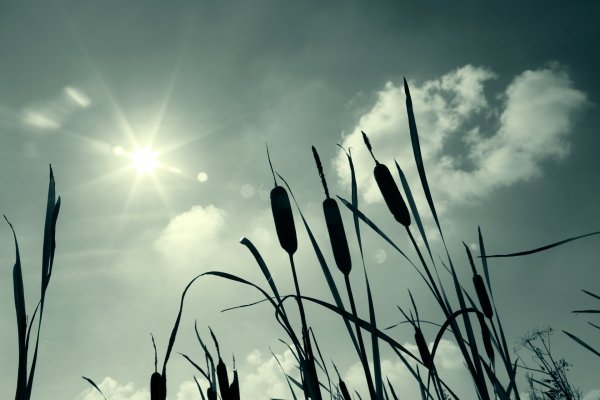 Камыши с небом фон