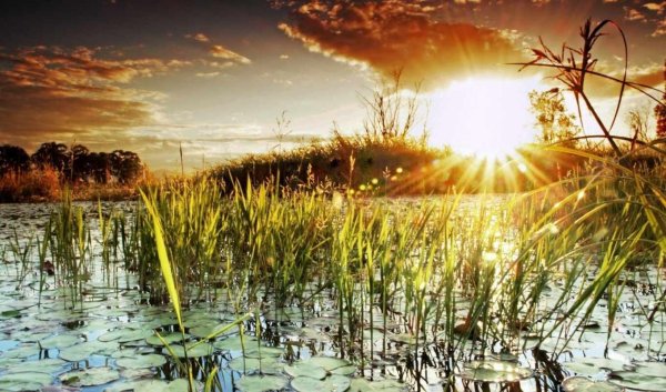 Пейзаж с камышами