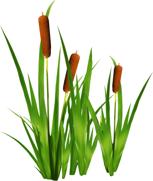 Рогоз картинка без фона рисунок