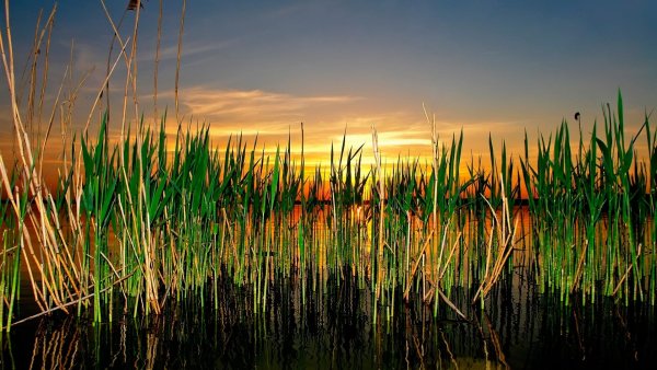 Камыш рогоз Осока