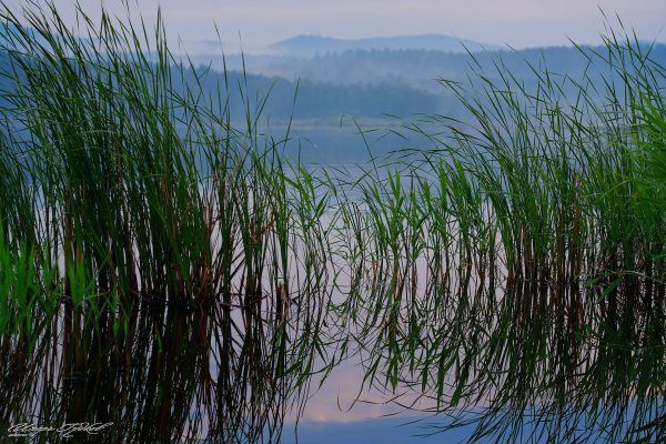 Дельта Волги камыш чакан Лотос