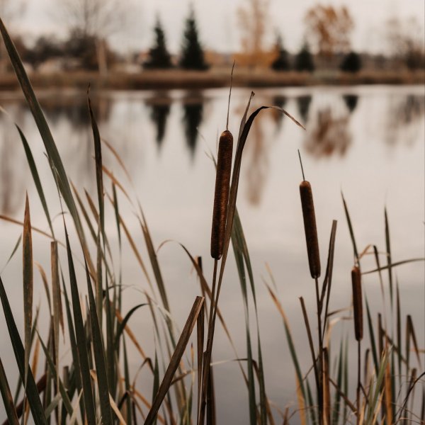 Камыш Озёрный