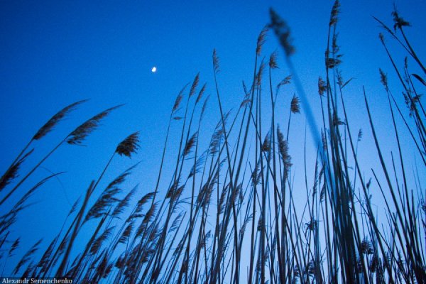Камыши вечером