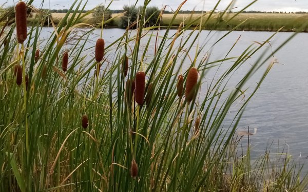 Как цветёт камыш фото