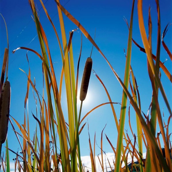 Камыш рогоз тростник