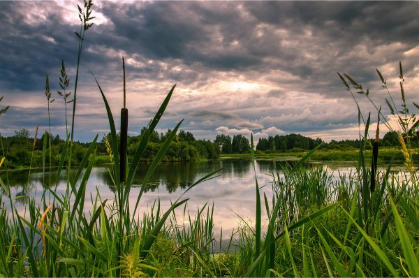 Камыш в Омской области