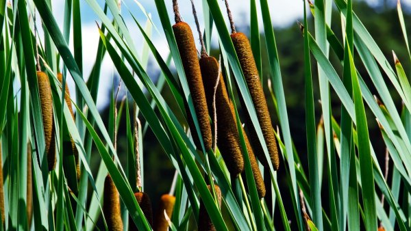 Камыш рогоз чакан