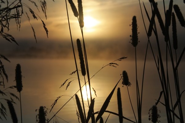 Камыши ночью