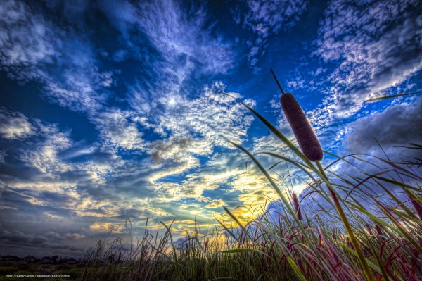 Камыши природа