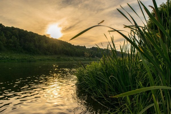 Орловский камыши на реке
