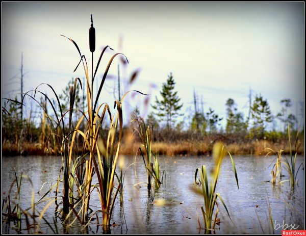Камыш в Ленинградской области