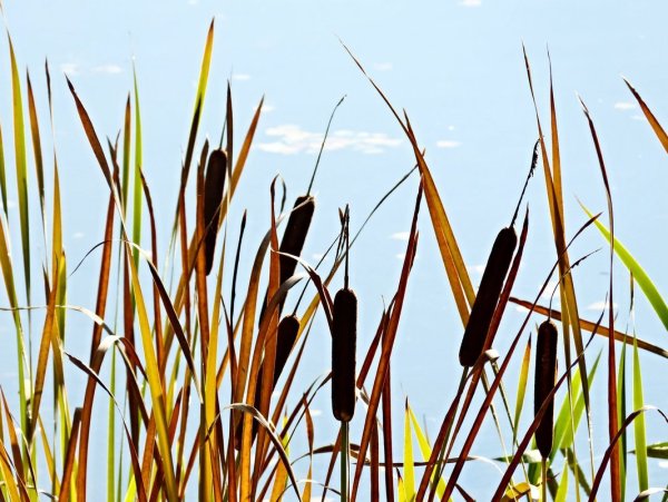 Цветущие камыши