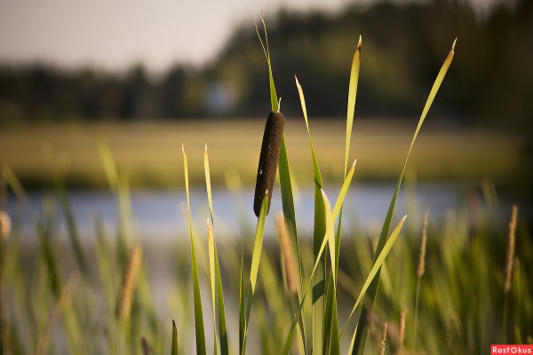 Стрелолист обыкновенный, камыш Озёрный.