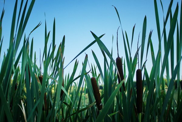 Камыши фон