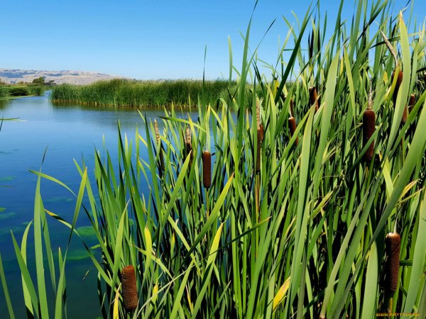 Рогоз, тростник, Сусак