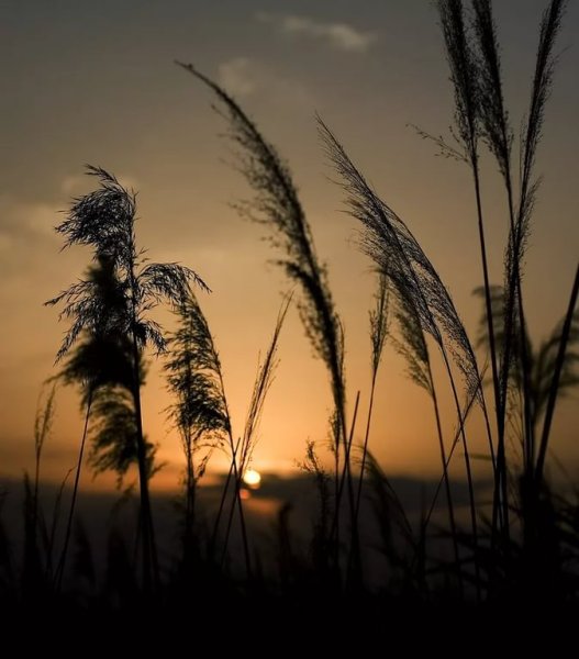 Камыши ночью