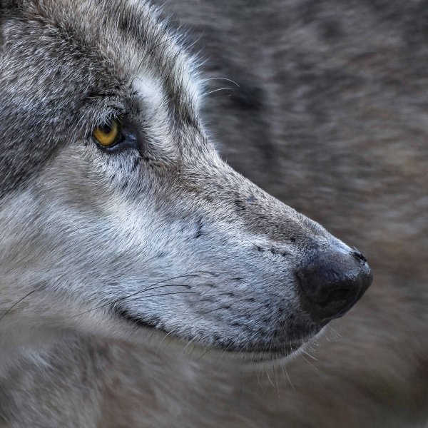 Волк - canis Lupus l.
