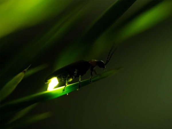 Летающие светлячки