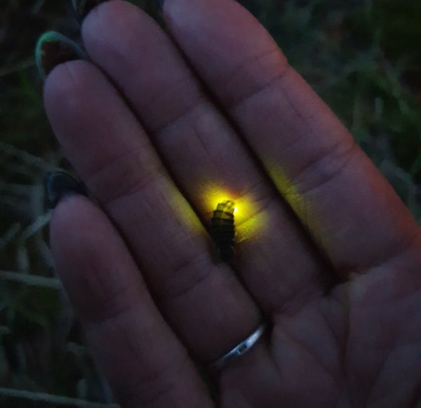 Светлячок Жук в России