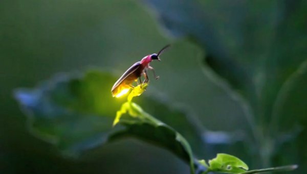 Большой Светлячок