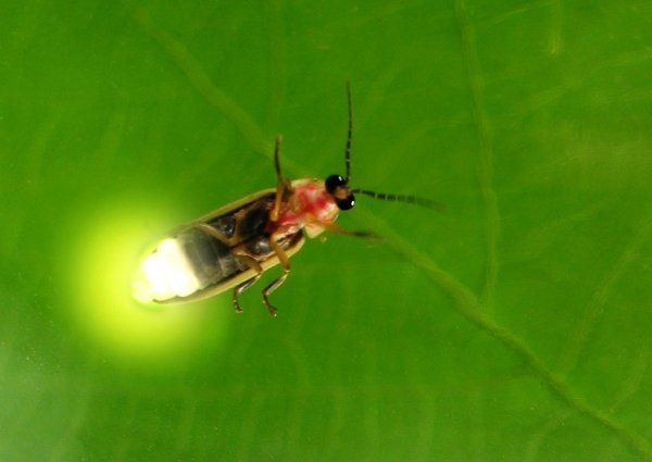 Светлячок из мультика принцесса лягушка