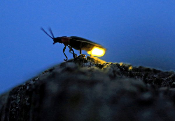 Светлячок в реальной жизни