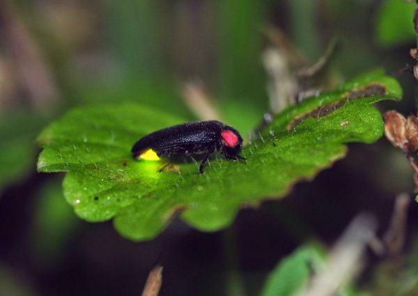 Сибирские светлячки
