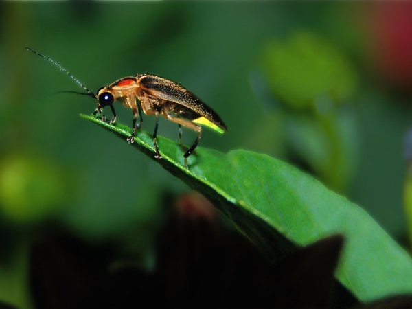 Сказочный Светлячок с фонариком