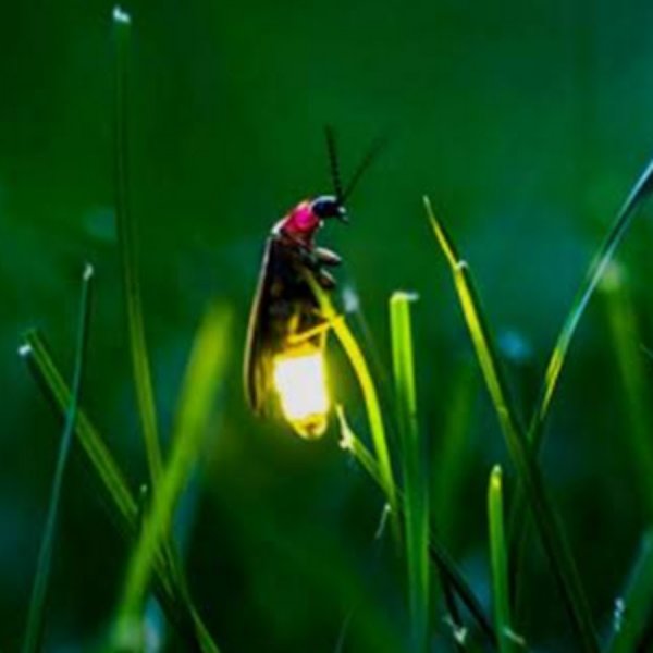 Хемилюминесценция Светлячок