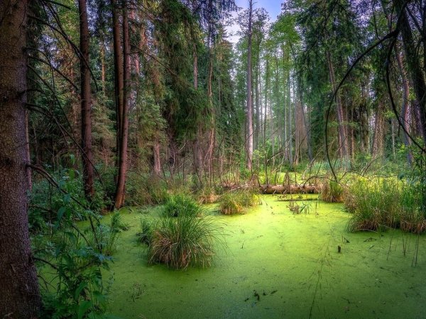 Болотистые леса Румыния