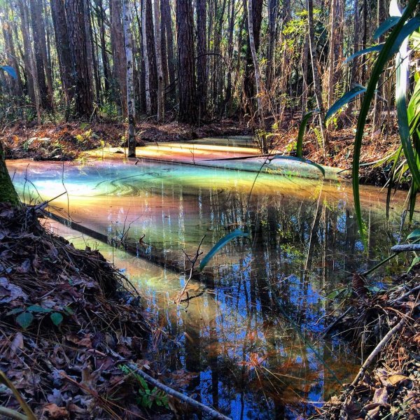 Таловские болота