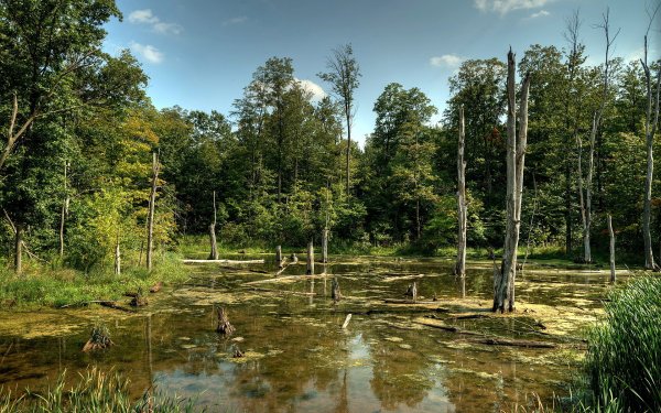 Березово-Сосновый заболоченный лес