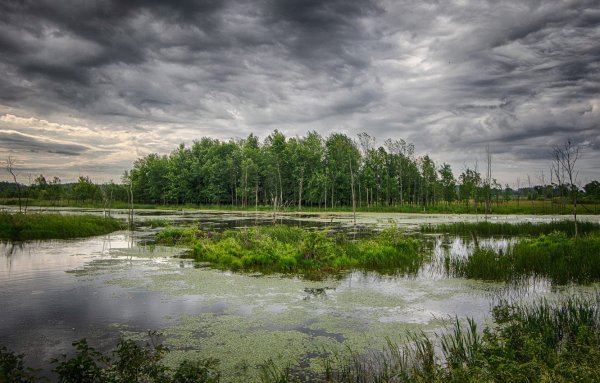 Псков болото тучи