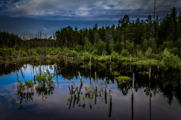 Полистовский заповедник леса