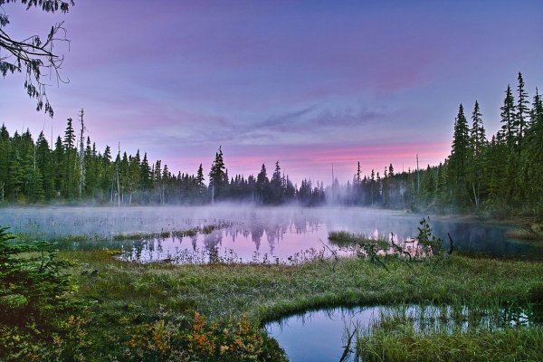 Болото в лесу