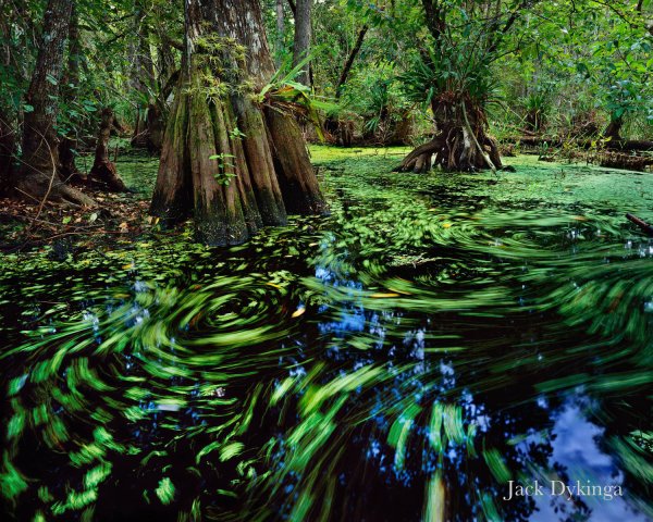 Болота в джунглях