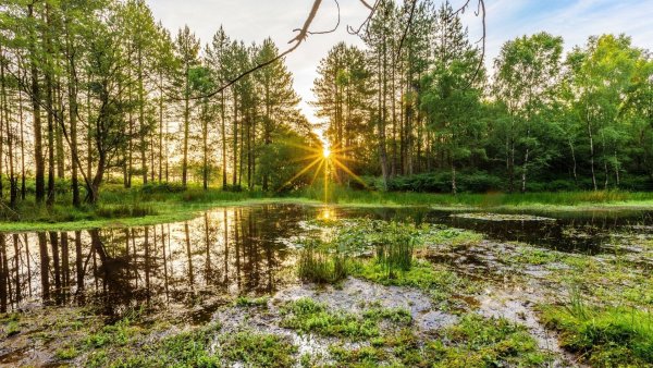 Утреннее болото