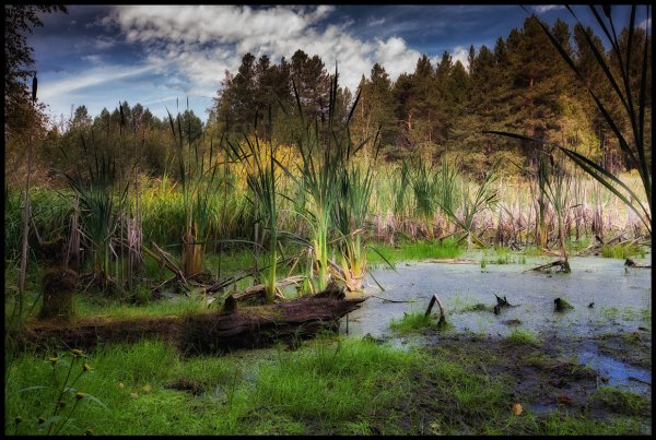 Болота дальнего Востока