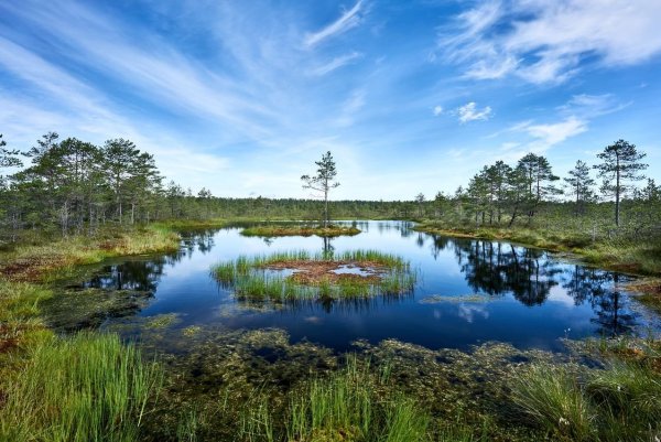 Сюрьевское болото