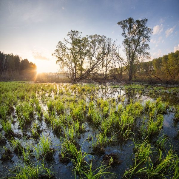Болото Мисцевская