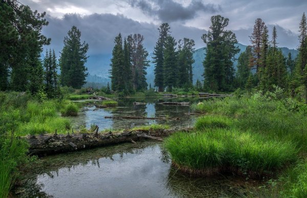 Природный парк Ергаки болото