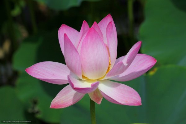 Лотос Lotus (ЧГ)