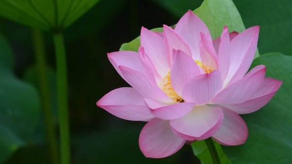 Лотос (Nelumbo)