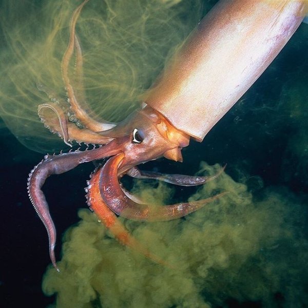 Осьминог Гумбольдта