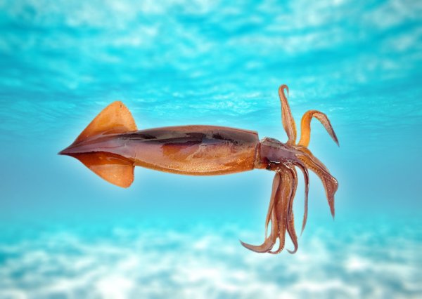 Тихоокеанский кальмар (todarodes pacificus)
