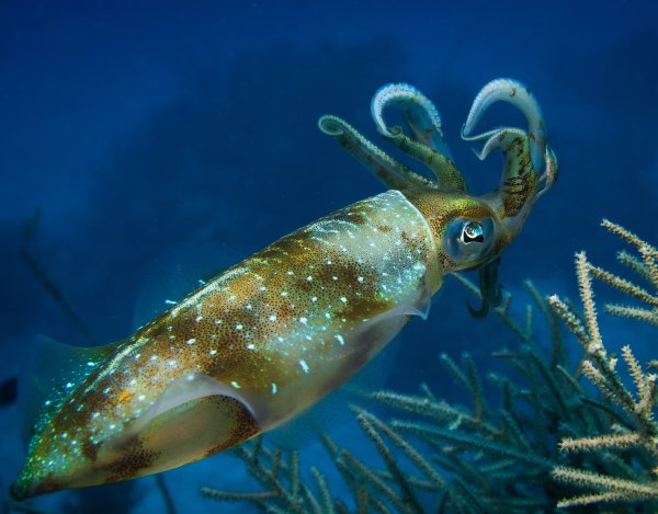 Тихоокеанский кальмар (todarodes pacificus)