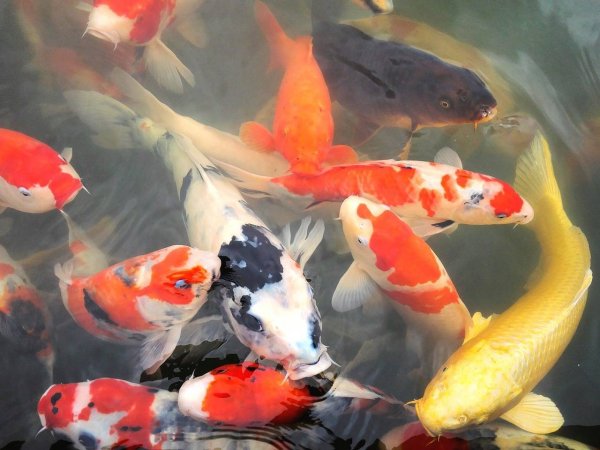 Карп (Cyprinus Carpio)
