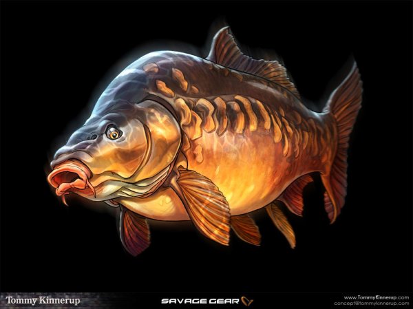 Сазан (= Карп обыкновенный) – Cyprinus Carpio